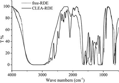 Carrier-Free Immobilization of Rutin Degrading Enzyme Extracted From Fusarium spp.